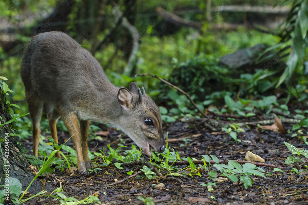 Bue duiker (Philantomba monticola) feeding. Swaziland Bue duiker (Philantomba monticola) feeding. Swaziland