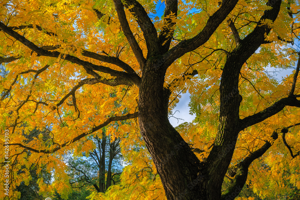 Tree with fall colors during autumn