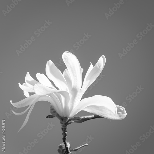 Fruit tree flower. Delicate white petals against the blue spring sky. Selective focus. Copy space. Black and White