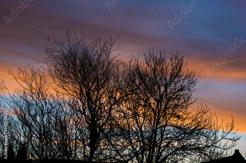 Tree Silhouette © Joel