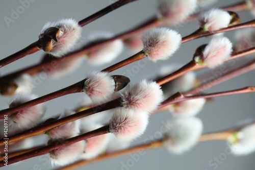 Catkins