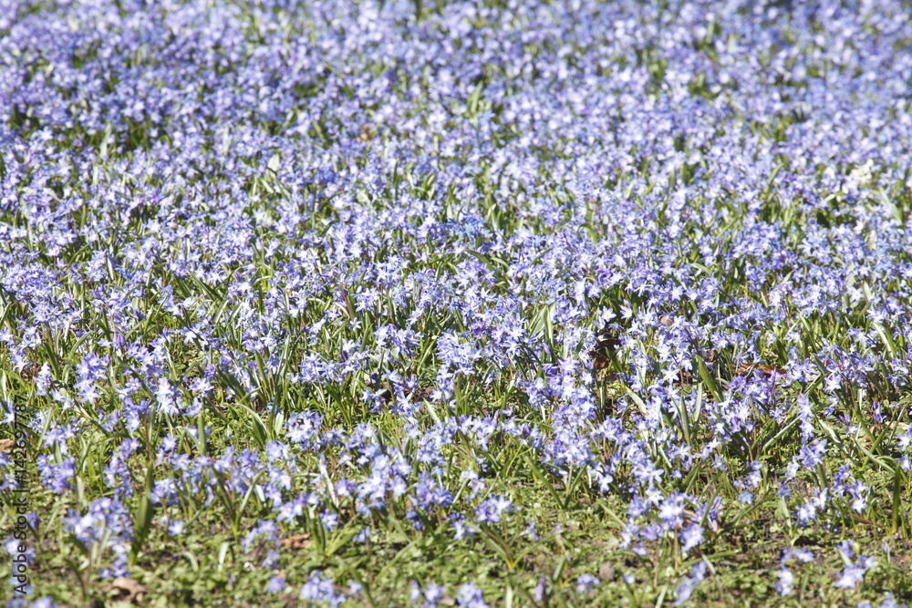 Blausternblüte