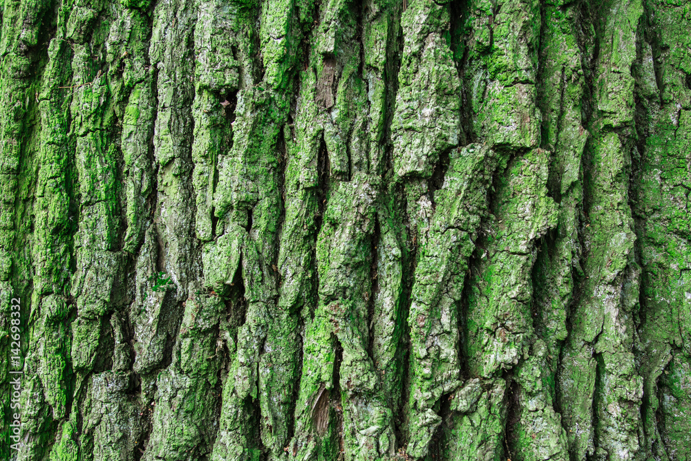 tree bark texture