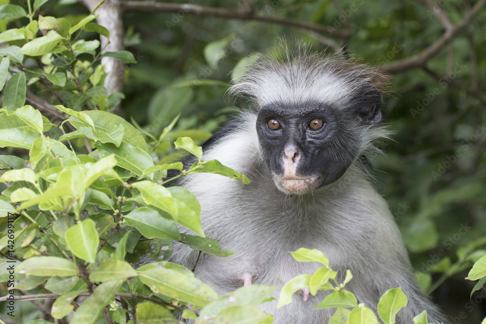 Portrait of a red colobus of Zanzibar sitting among green leaves on a tree Portrait of a red colobus of Zanzibar sitting among green leaves on a tree