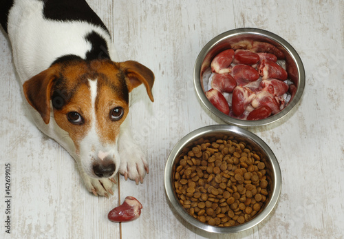 Top view of the dog and two bowls with natuarl and dry food. The dog made its choice. photo