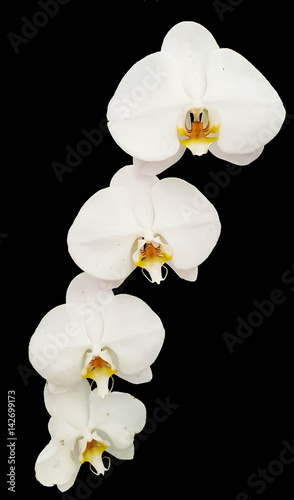 Four White Orchid isolated on Black Background