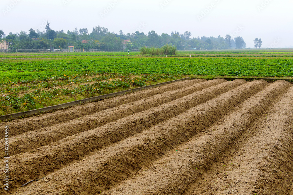 Furrows row pattern in a plowed field Furrows row pattern in a plowed field