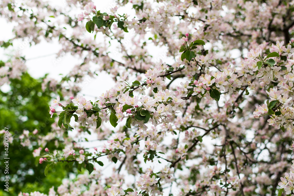 Branches of apple-tree in reach bloom. A plenty of white and rose apple blossoming at spring. Branches of apple-tree in reach bloom. A plenty of white and rose apple blossoming at spring.