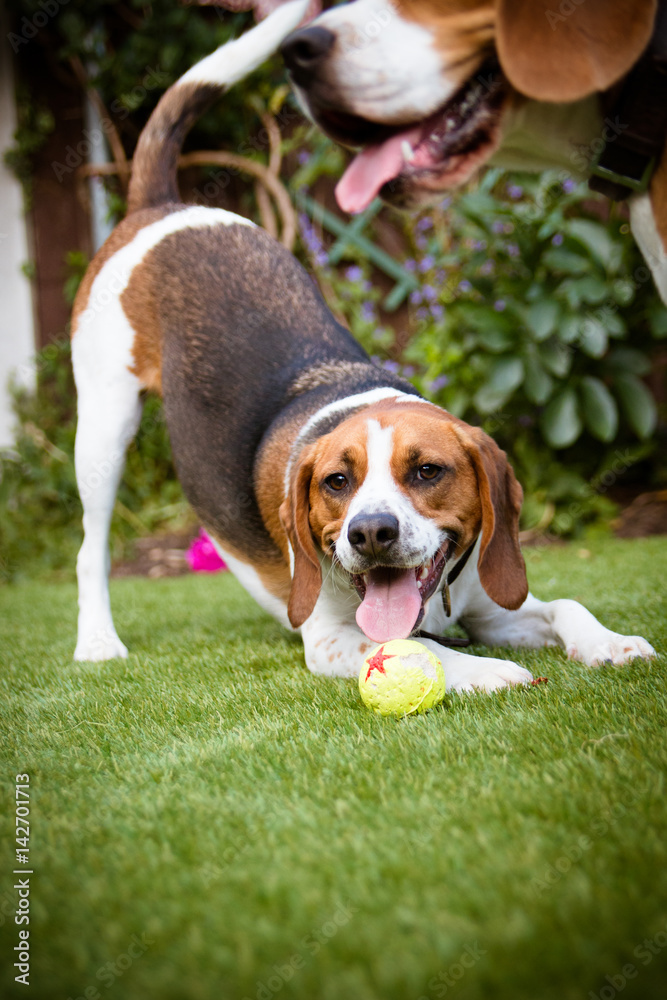 Beagle playing with tennis ball in garden Beagle playing with tennis ball in garden