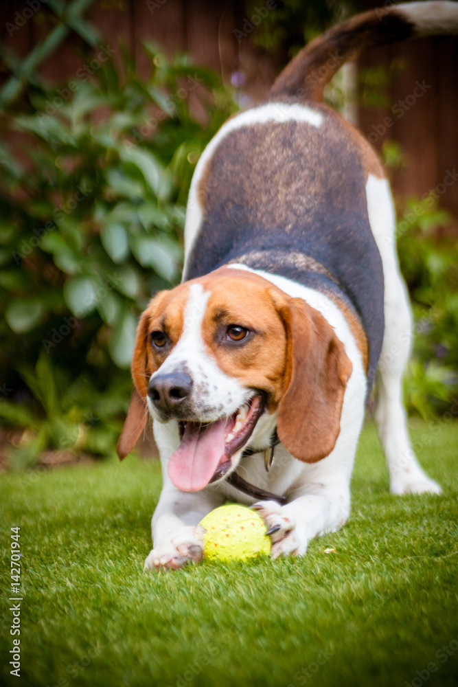 Beagle playing with tennis ball in garden