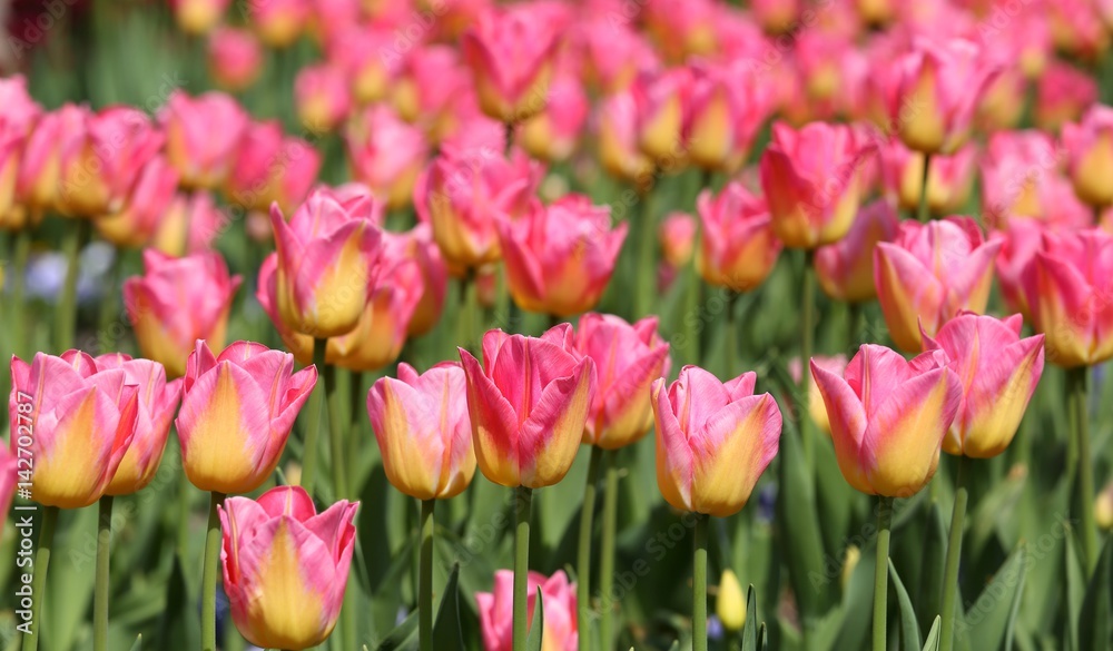 Tulips. Tulips.