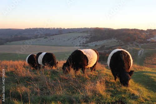 Belted Galloway