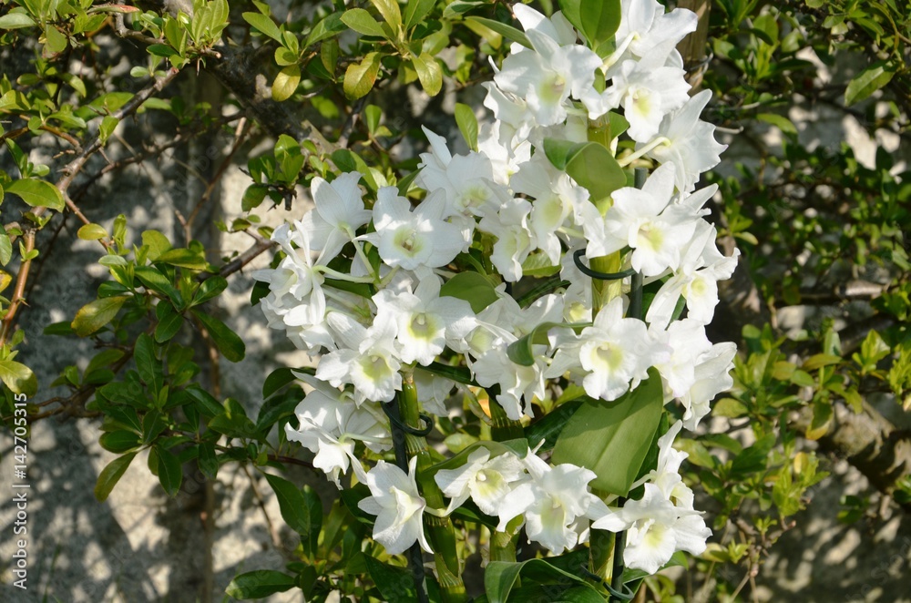 Orchidée Dendrobium Nobile blanche