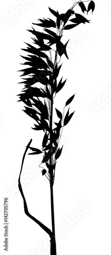 oat silhouette with many grains on white