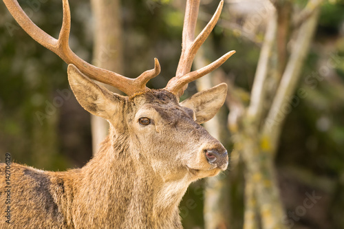 Male deer portrait close up look.  