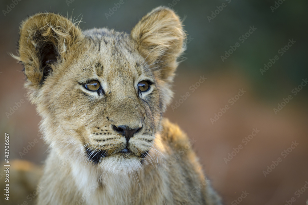 Lion (Panthera leo) cub. Northern Cape. South Africa. Lion (Panthera leo) cub. Northern Cape. South Africa.