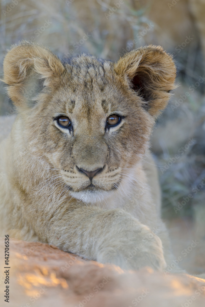 Lion (Panthera leo) cub. Northern Cape. South Africa. Lion (Panthera leo) cub. Northern Cape. South Africa.