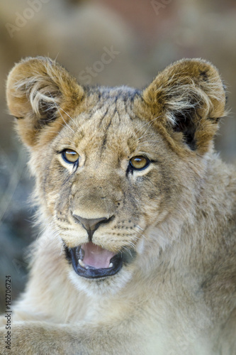 Lion  Panthera leo  cub. Northern Cape. South Africa.