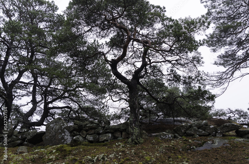 Obraz premium a pine tree with many crooked branches