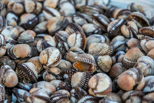 Muscheln zum Verkauf auf Fischmarkt