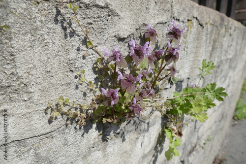pink and violet flower in a wall
