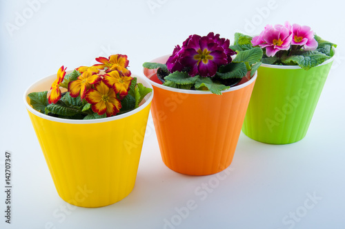Three plastic flower pots and yellow, pink, purple primroses inside isolated on white background photo
