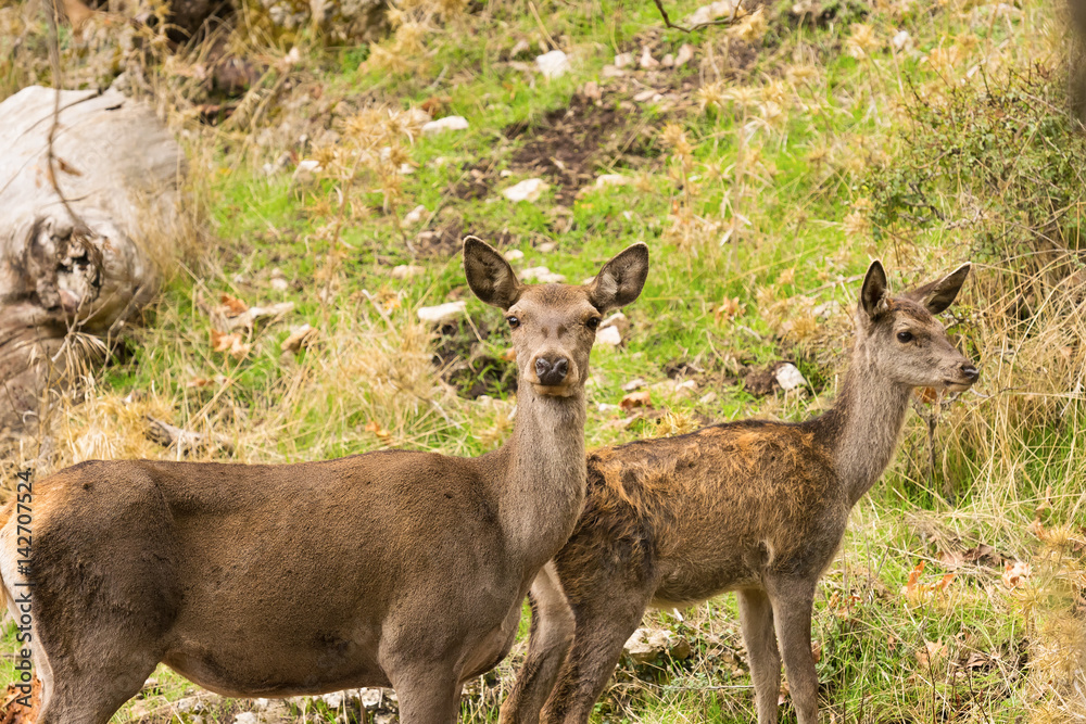 Two beautiful deer at Parnitha mountain in Greece.
