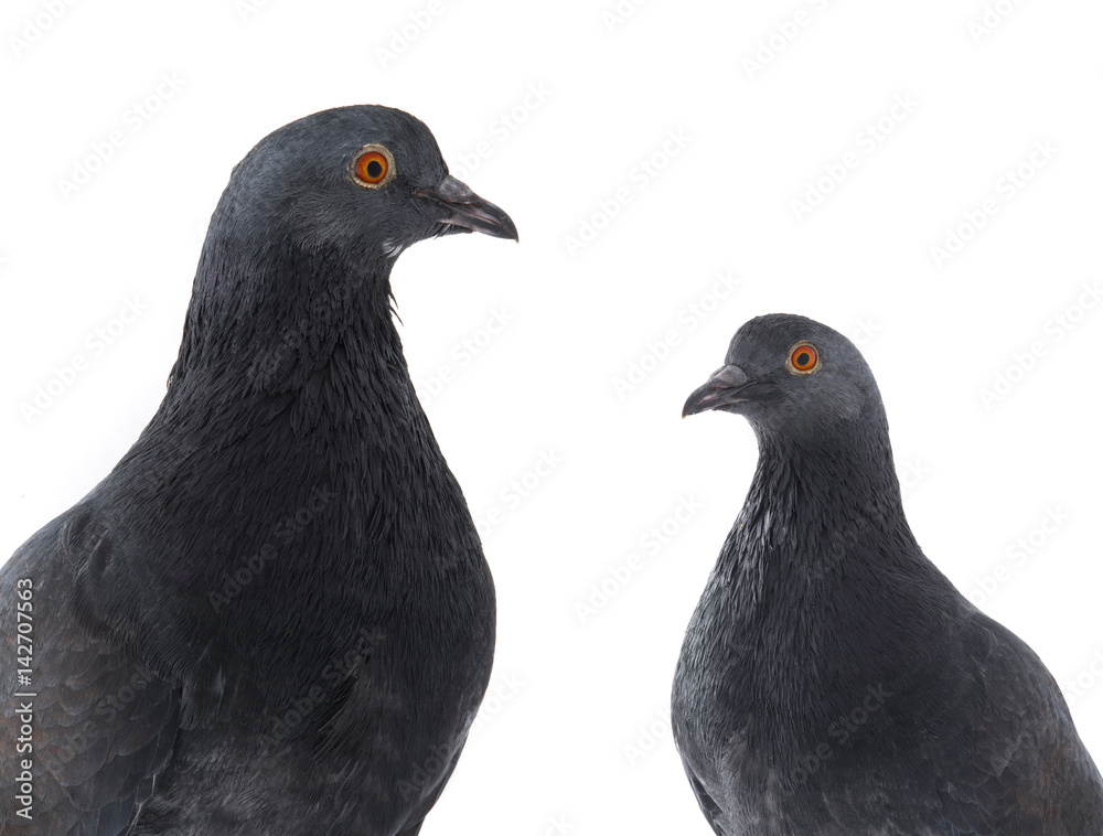 black pigeons black pigeons