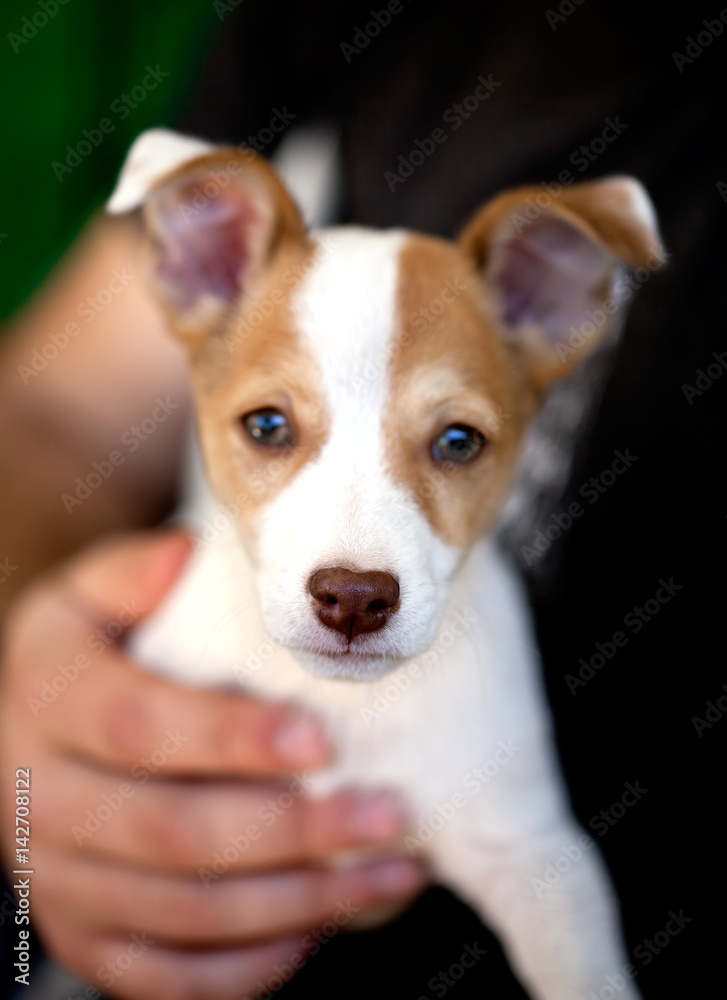 baby jack russell terrier in his owner hand, macro shot, focus located on the nose of the dog baby jack russell terrier in his owner hand, macro shot, focus located on the nose of the dog