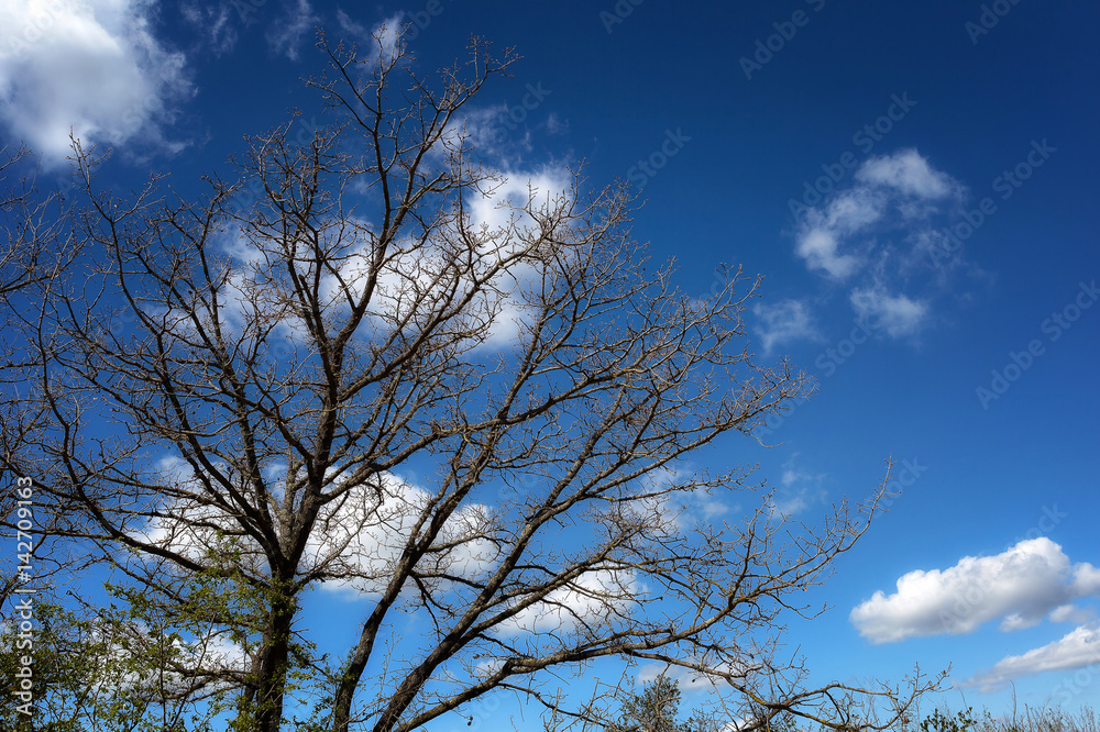 Tree with dead branches and background of sky and clouds. Tree with dead branches and background of sky and clouds.