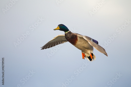 Flying Duck with Cupped Wings