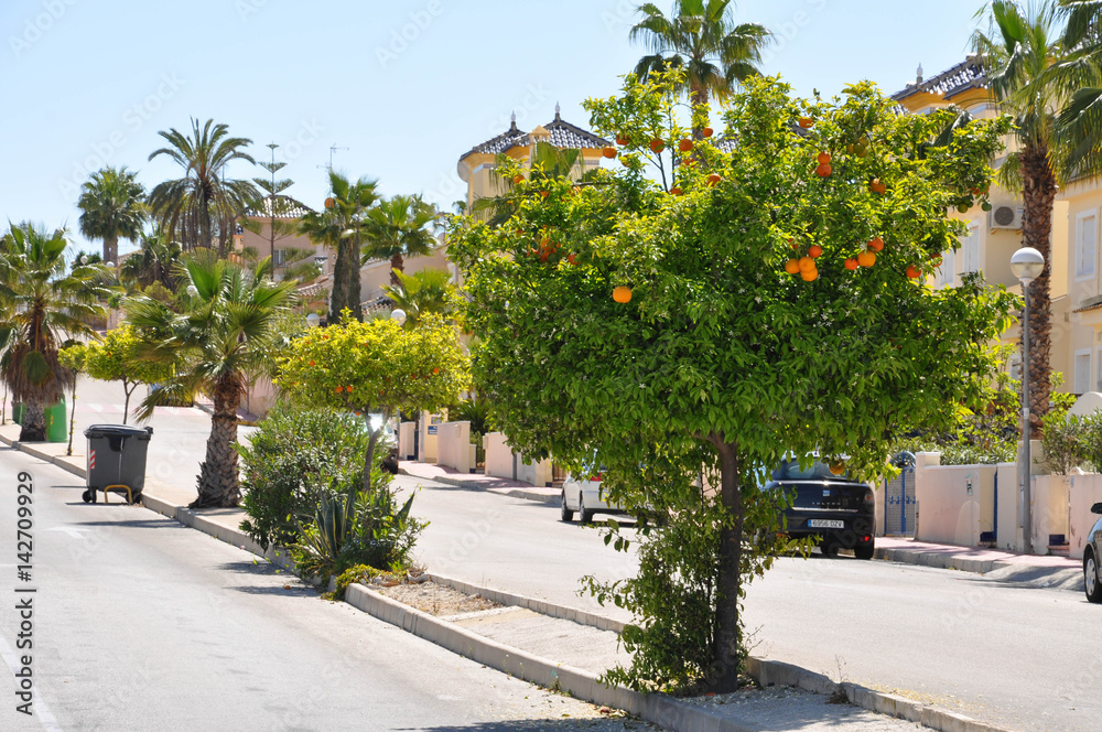 Orange trees with orange oranges. Sunny day and green plants Orange trees with orange oranges. Sunny day and green plants