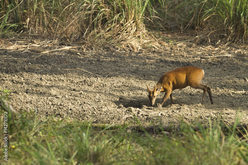 A Muntjac feeding on salt lick nearby in Thungyai Naresuan Wildlife Sanctuaries.