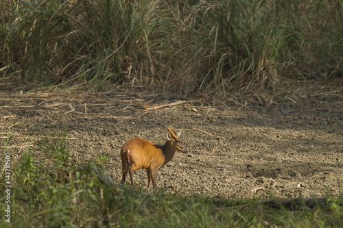 Fototapeta Naklejka Na Ścianę i Meble -  A Muntjac feeding on salt lick nearby in Thungyai Naresuan Wildlife Sanctuaries.