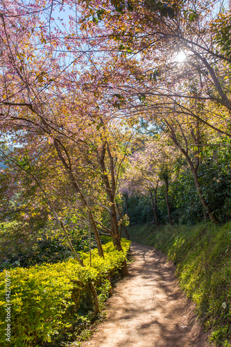 Blooming sakura tree along the beautiful small path near Chiang Mai, Northern Thailand.