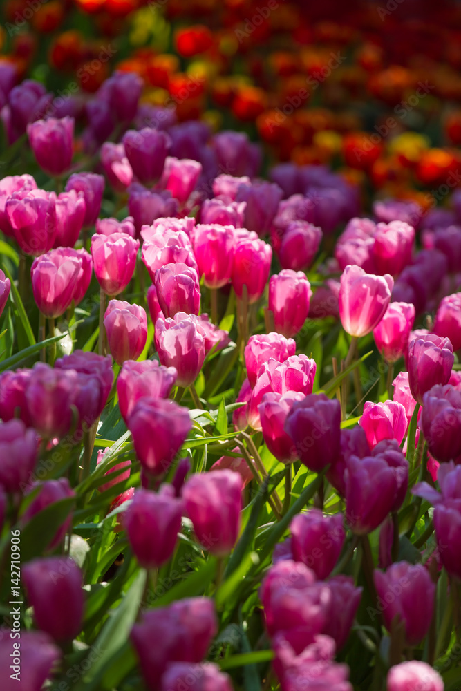 Tulip flowers during Chiang Mai Flower Festival Tulip flowers during Chiang Mai Flower Festival