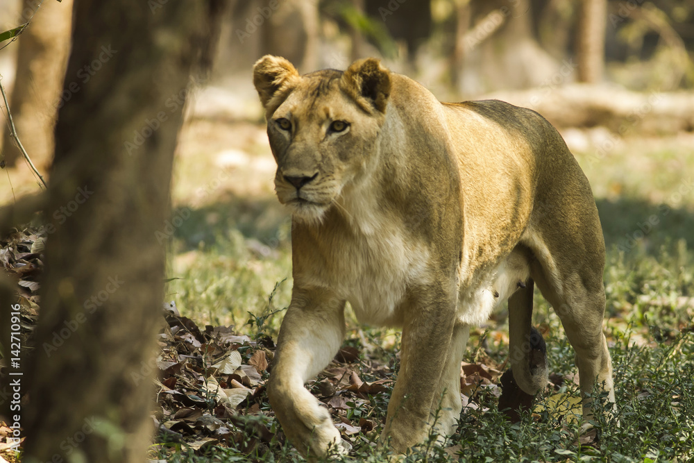 With a similar environment to Africa, Thailand easily become a new home for this lion family with only little change in their habitats. With a similar environment to Africa, Thailand easily become a new home for this lion family with only little change in their habitats.