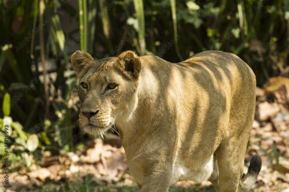 With a similar environment to Africa, Thailand easily become a new home for this lion family with only little change in their habitats. With a similar environment to Africa, Thailand easily become a new home for this lion family with only little change in their habitats.