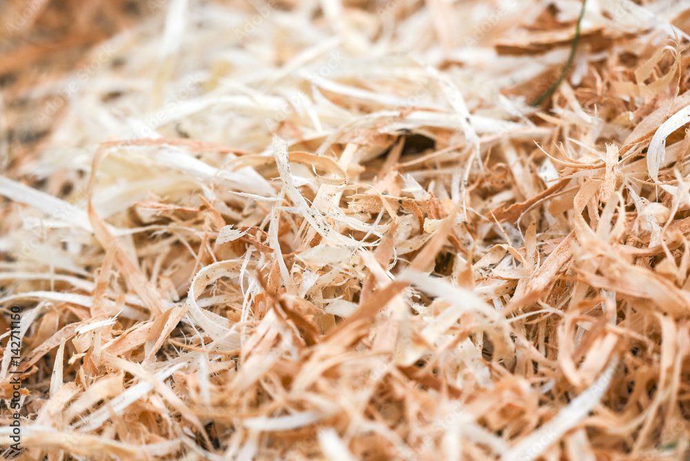 A lot of wood shavings in forest A lot of wood shavings in forest
