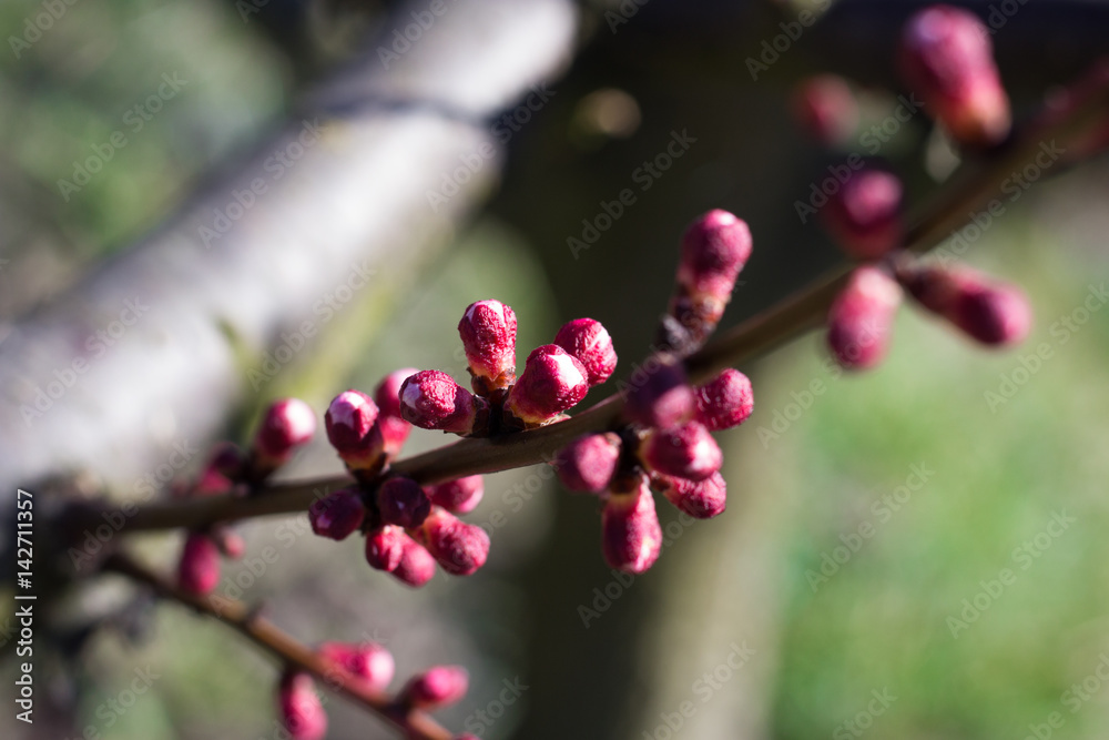 Peach Buds