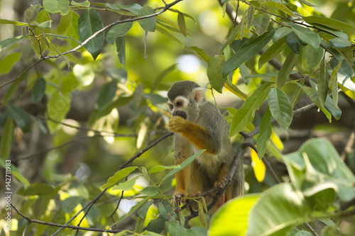 These Squirrel Monkeys have no difficulty in getting used to their new home in Thailand. We also found them very tamed to visitors. 