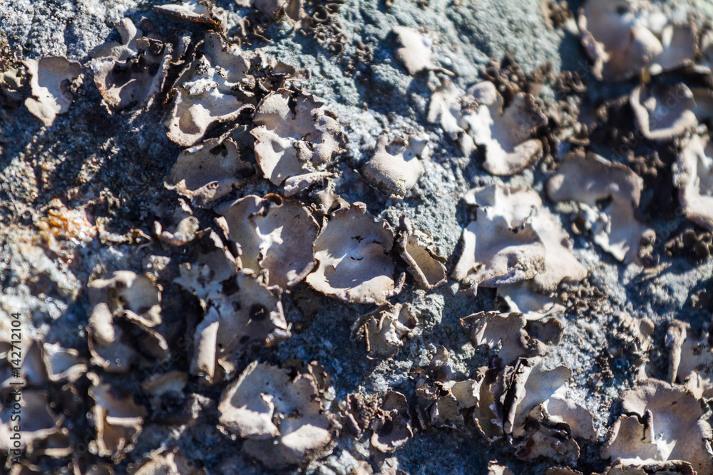 Lichen Macro in Seurasaari island in Finland