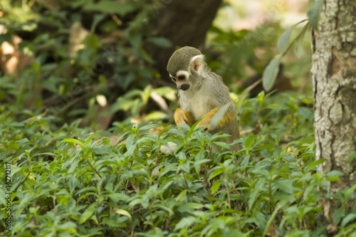 The Squirrel Monkey is a small species of New World Monkey that is natively found in the forests and tropical jungles of Central and South America. 