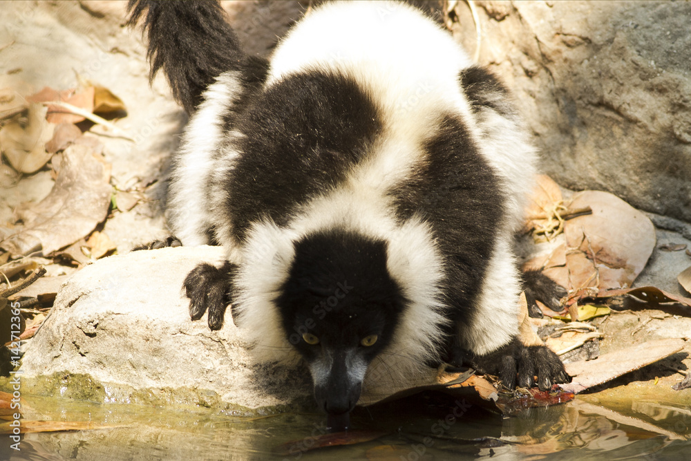 Fototapeta premium The Lemur in the zoo
