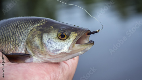 Fototapeta Naklejka Na Ścianę i Meble -  Fish caught by fly fishing tackle.
