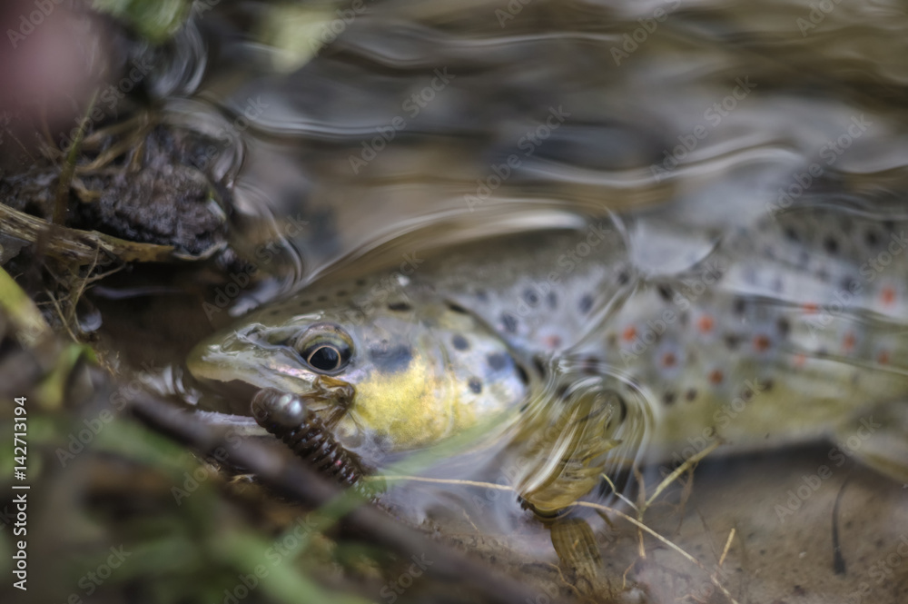 Wild brown trout caught on a fishing trip. Wild brown trout caught on a fishing trip.