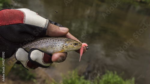 Fototapeta Naklejka Na Ścianę i Meble -  Wild brown trout caught on a fishing trip.