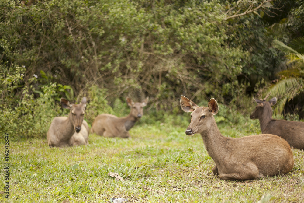 One hot afternoon in Thong Pha Phum National Park, the group Samba Deer are resting nearby the jungle. One hot afternoon in Thong Pha Phum National Park, the group Samba Deer are resting nearby the jungle.