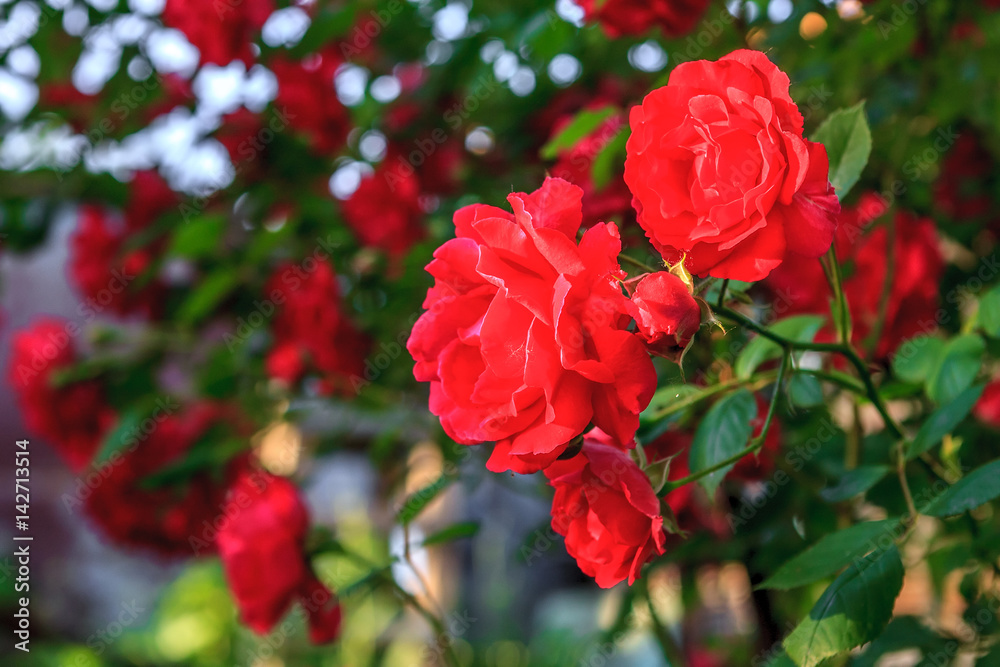 Beautiful red blooming rose flower bush. Close up natural background