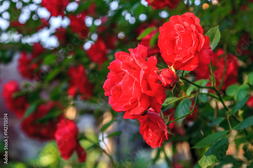 Beautiful red blooming rose flower bush. Close up natural background